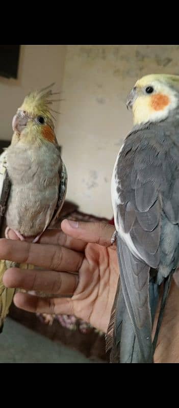 cocktail parrots 12 month breeder pair hand tamed 2