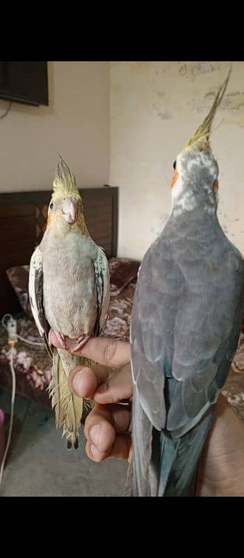 cocktail parrots 12 month breeder pair hand tamed 3