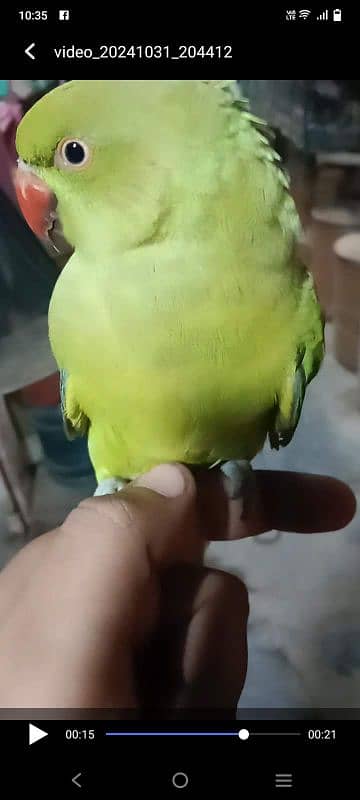 ringneck baby for sale 0