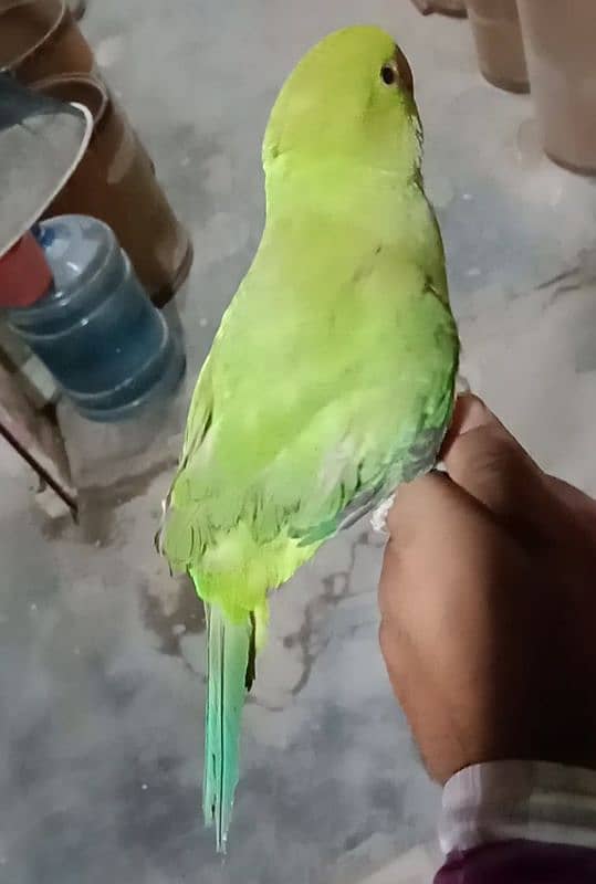 ringneck baby for sale 1