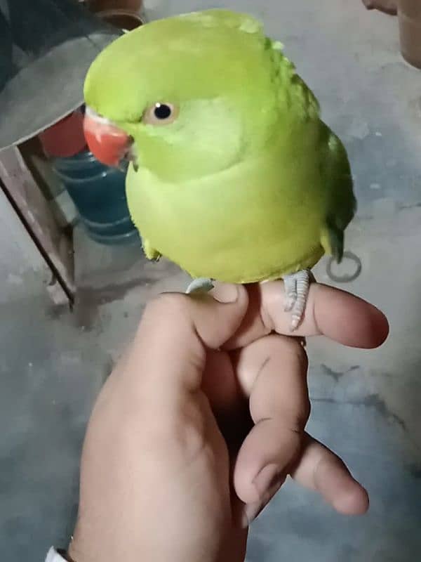 ringneck baby for sale 2