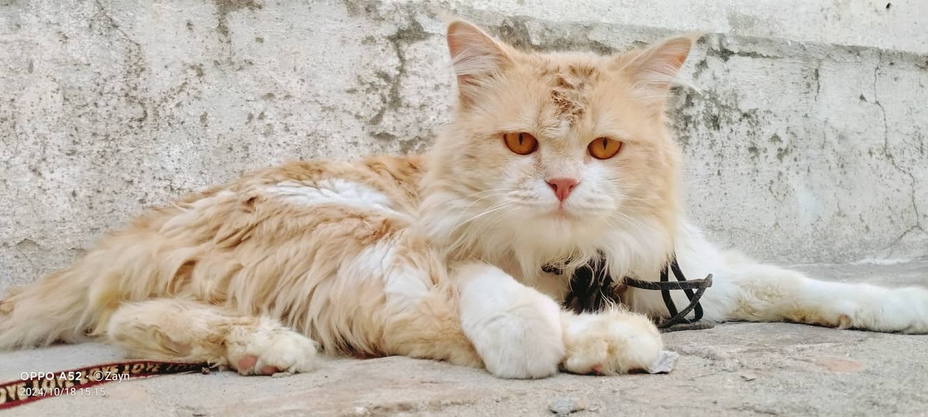 Persian cat 0