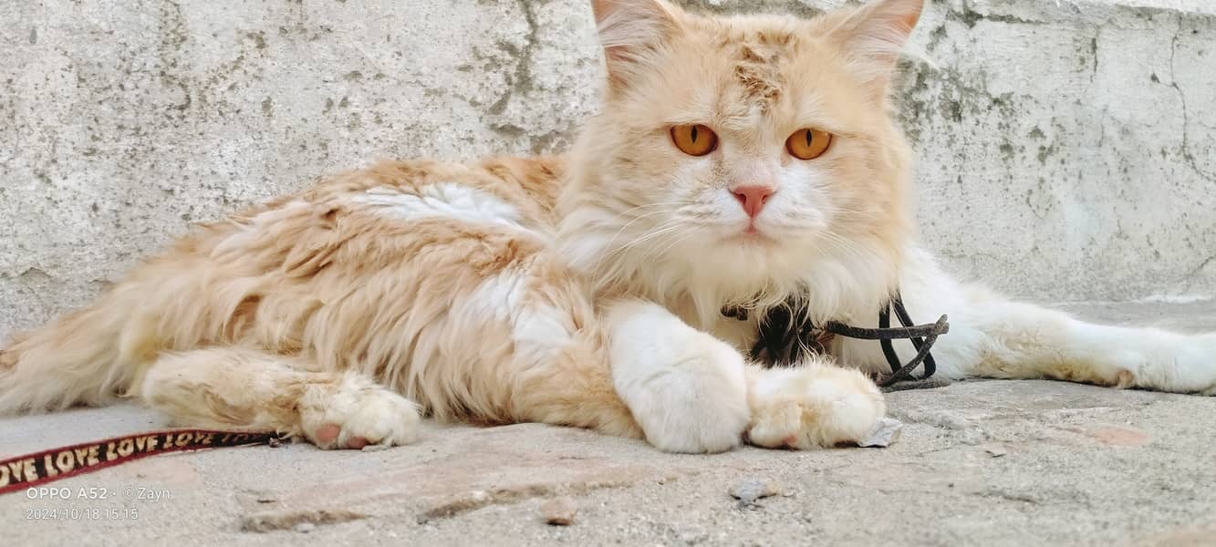 Persian cat 1