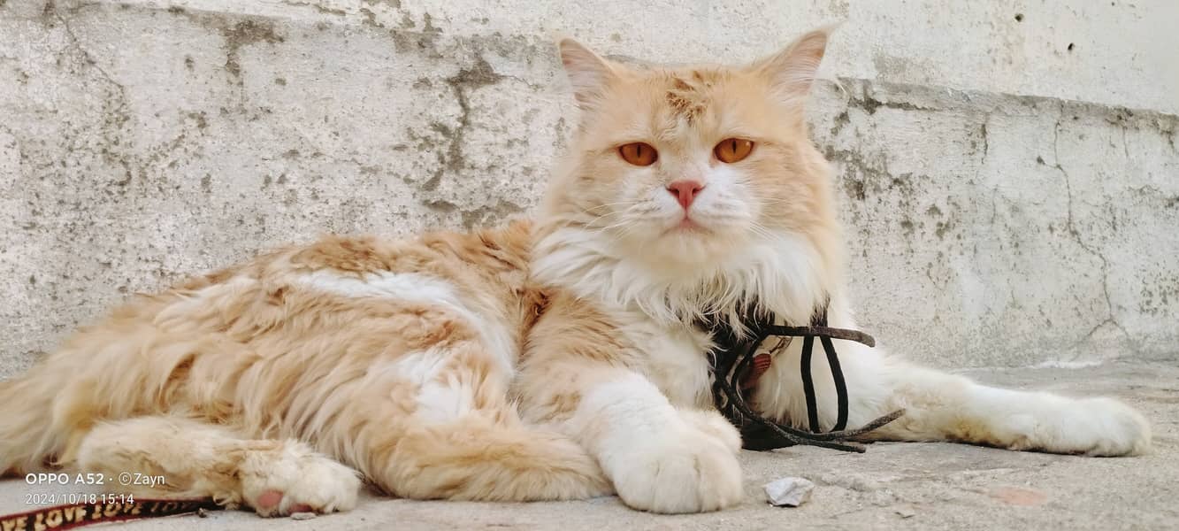 Persian cat 3