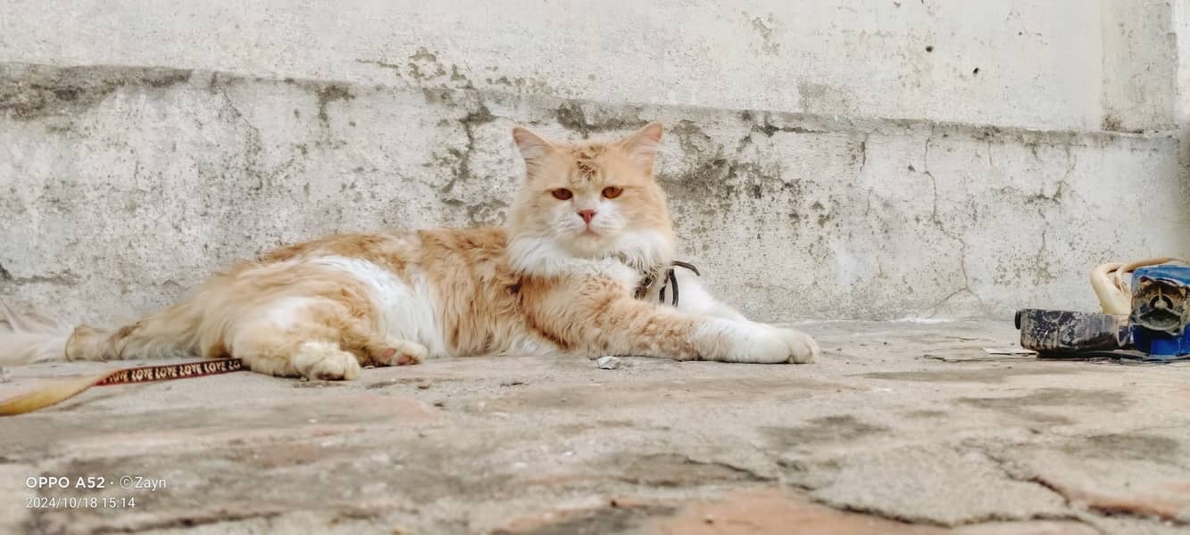 Persian cat 4