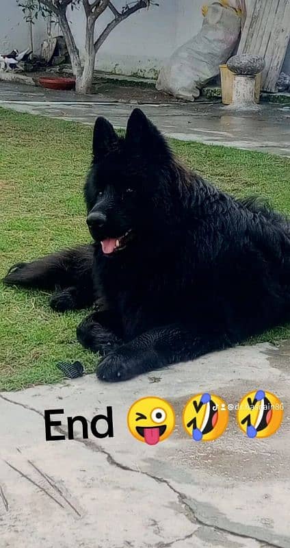 Black German Shepherd male for sale 3