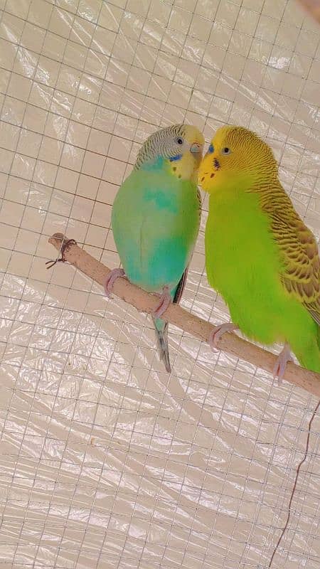 Australian parrot 100% pair for sale 0