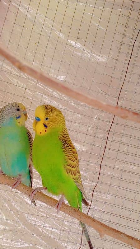 Australian parrot 100% pair for sale 1