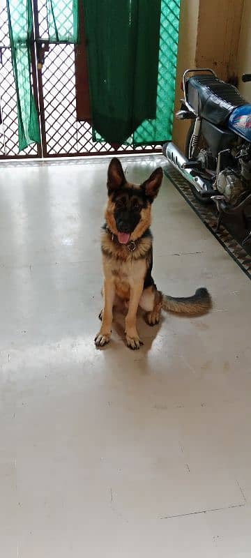 BLACK MASK MALE GERMAN SHEPHERD PUPPY 0