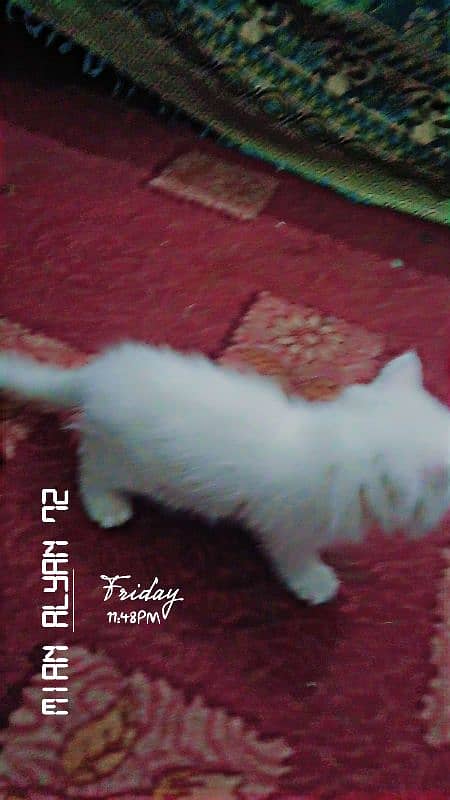 Persian cat 1