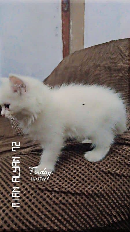 Persian cat 3