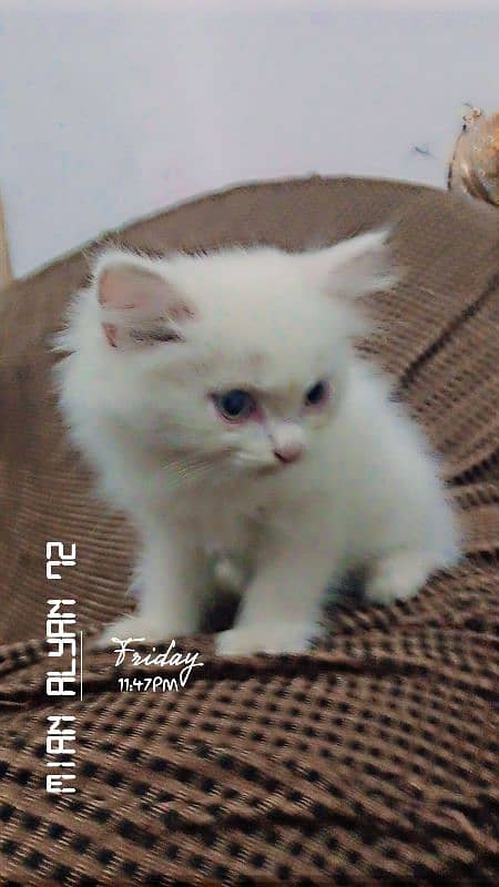 Persian cat 4