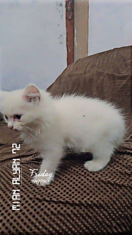 Persian cat 7