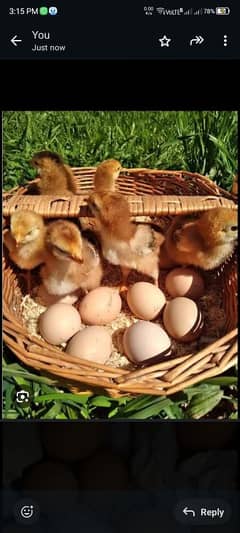 FERTILE FRESH EGGS__RIR__AUSTROLOP__