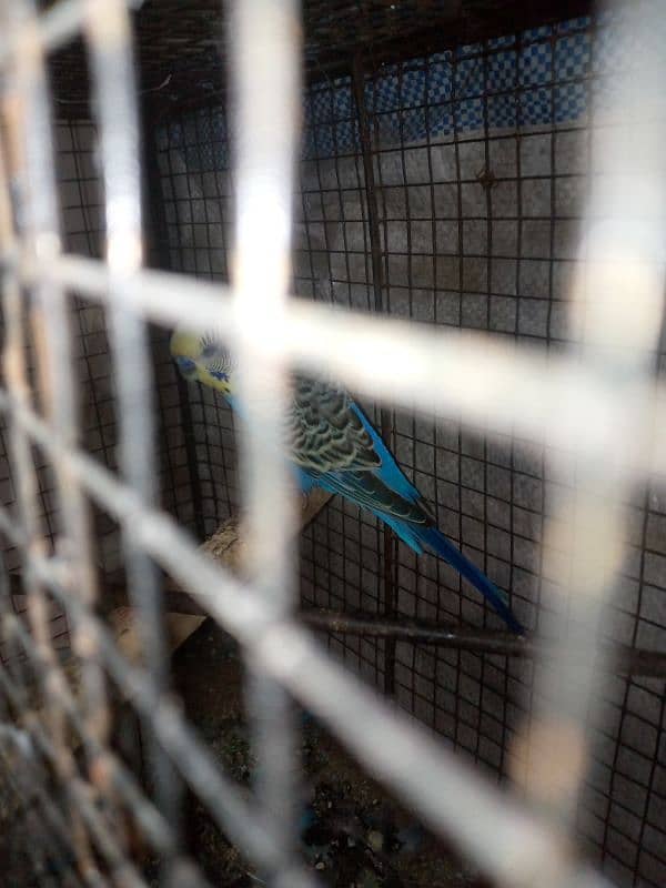 budgie pair sale with cage urgent sale 1