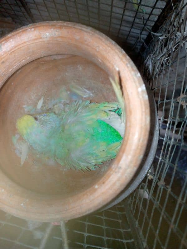 budgie pair sale with cage urgent sale 3