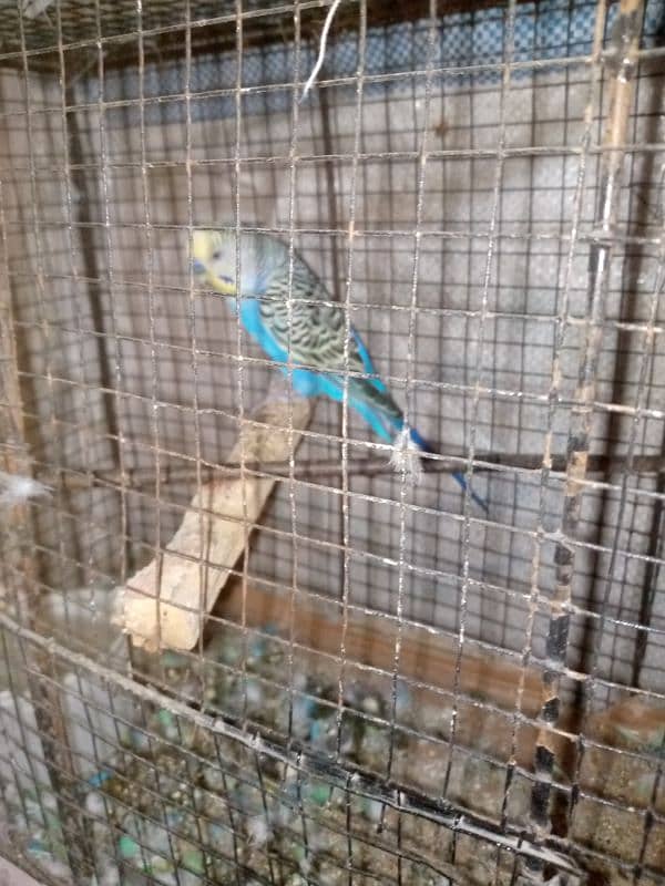 budgie pair sale with cage urgent sale 5