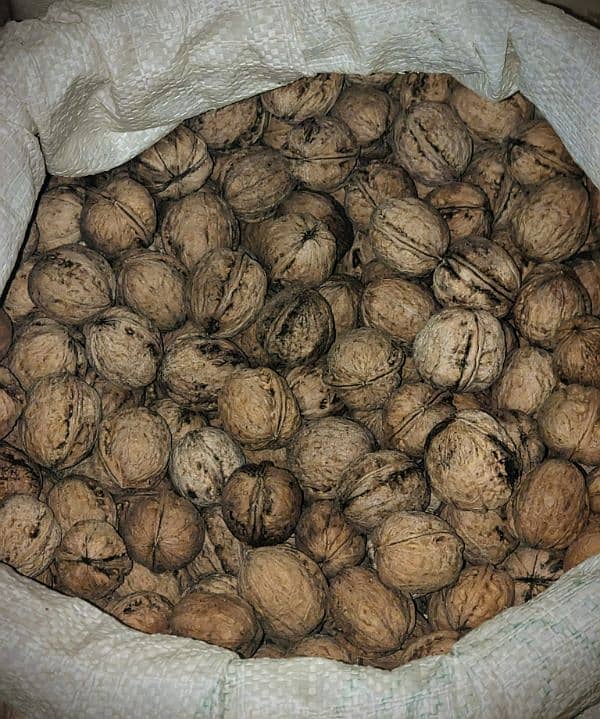 Kashmiri walnuts / akhrot (880 kg) 0