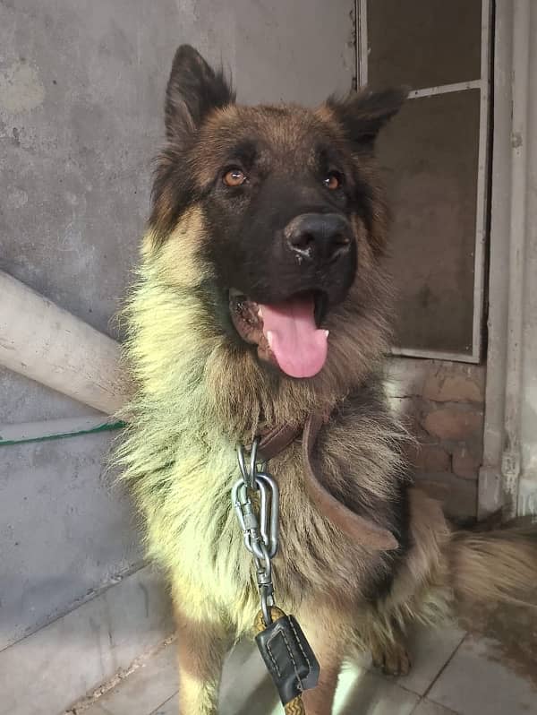 german shepherd only for stud long coat 0