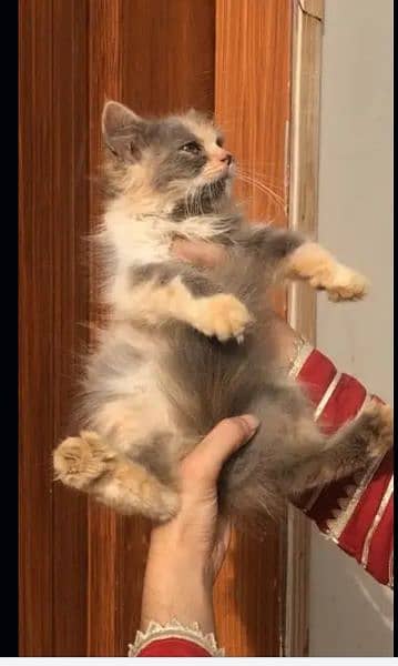 selling my Persian cat 0