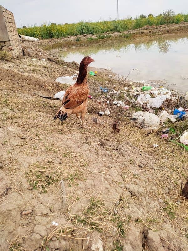 Aseel Mianwali, Home bread 0