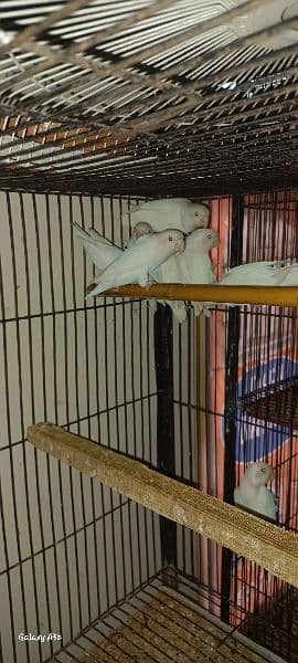 albino black I saplit red I  5piar breeder  1200 per pis 1