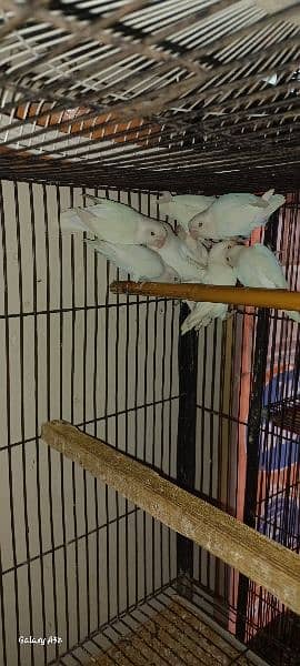 albino black I saplit red I  5piar breeder  1200 per pis 2