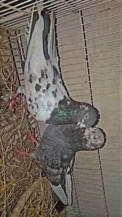 it's have lucky pigeon one male and one female