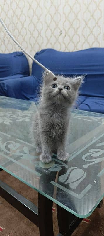 persian cat grey 0