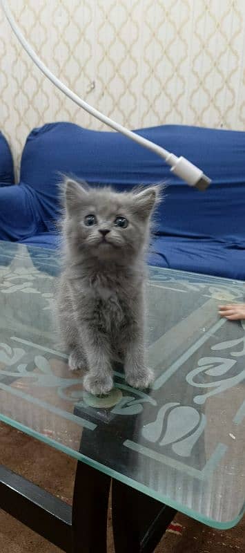 persian cat grey 1