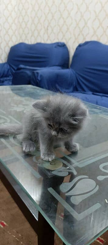 persian cat grey 2