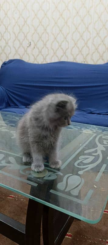 persian cat grey 3