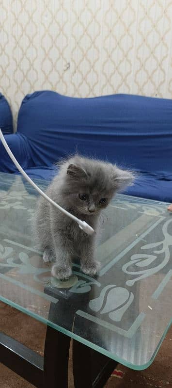 persian cat grey 4