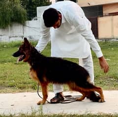 Gsd Breeder females (Breeding Guarantee)