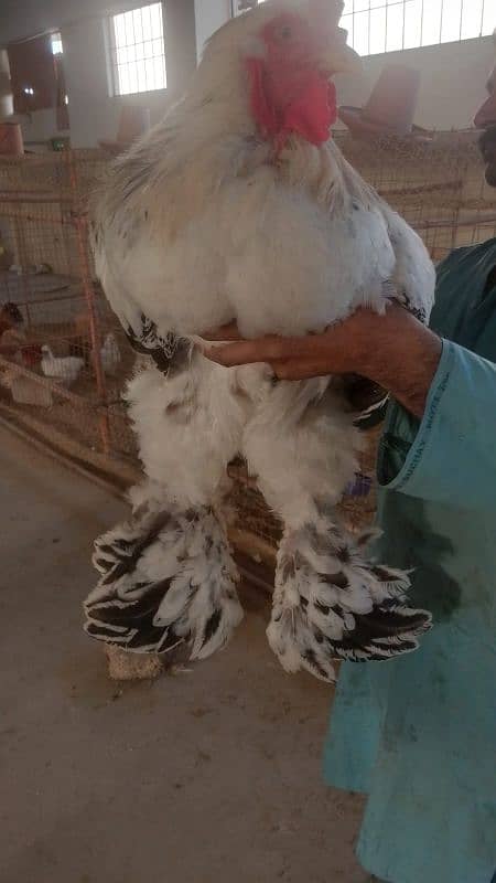 light Columbian brahma chicks 1