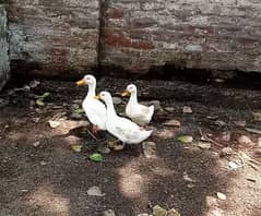 white pekin trio and mascovy feamle avaliable