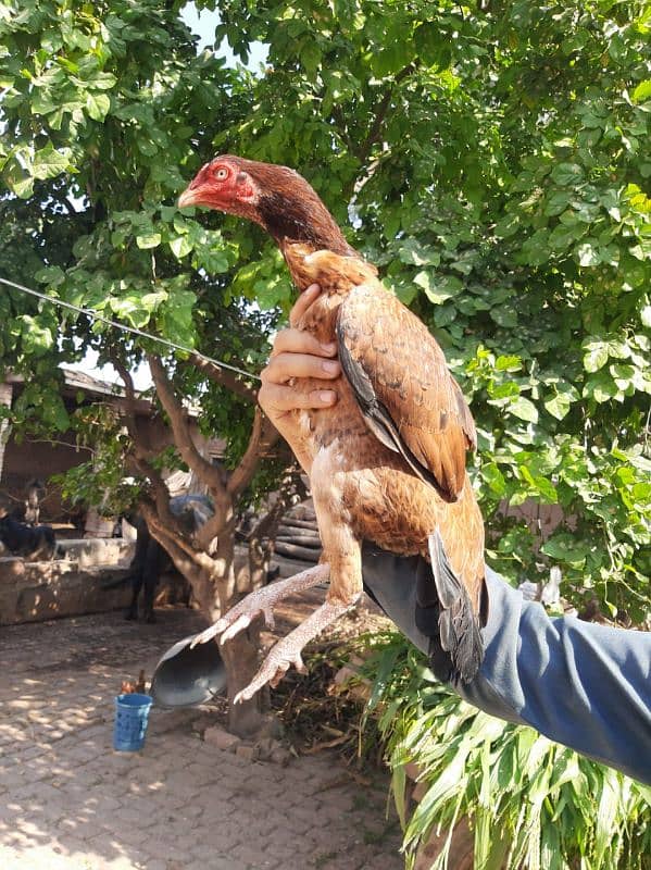 aseel sindhi maadi eggs mai hai abhi bhi 2