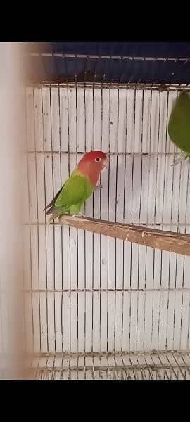 lovebirds 2