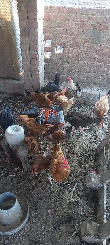 dese kuruk hen for sale 0