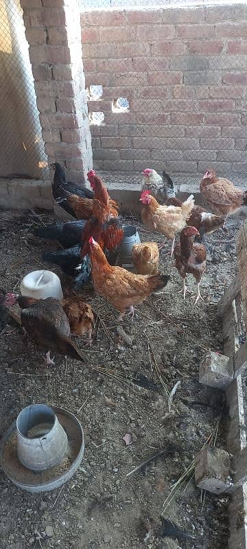 dese kuruk hen for sale 1