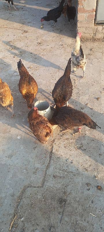 dese kuruk hen for sale 2