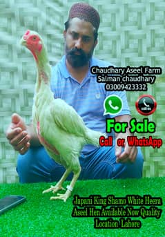 Ma Sha ALLAH, King japanese Shamo Hen Quality Available