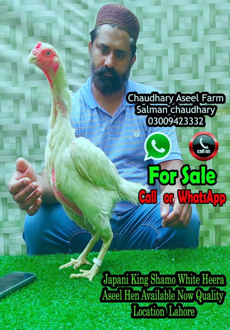 Ma Sha ALLAH, King japanese Shamo Hen Quality Available 0