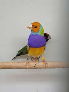 GOULDIAN