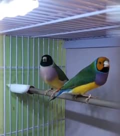 Lady Gouldian Lutino and Green Breeding Pair with Eggs & Cage