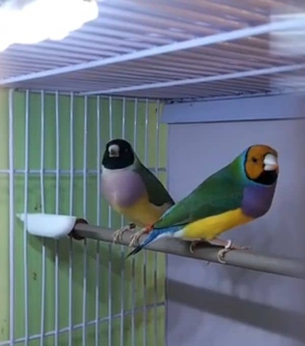 Lady Gouldian Lutino and Green Breeding Pair with Eggs & Cage 0