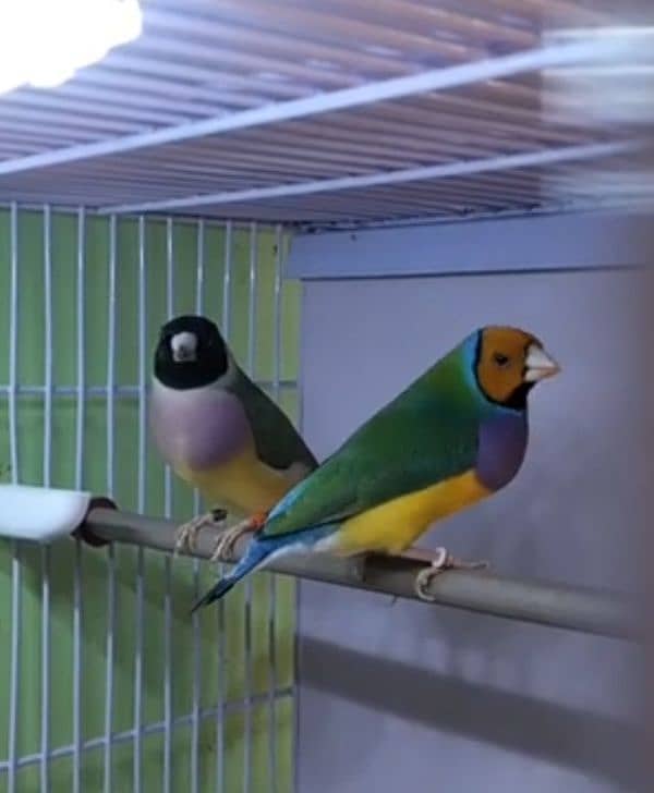 Lady Gouldian Lutino and Green Breeding Pair with Eggs & Cage 1