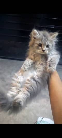 grey Persian kitten