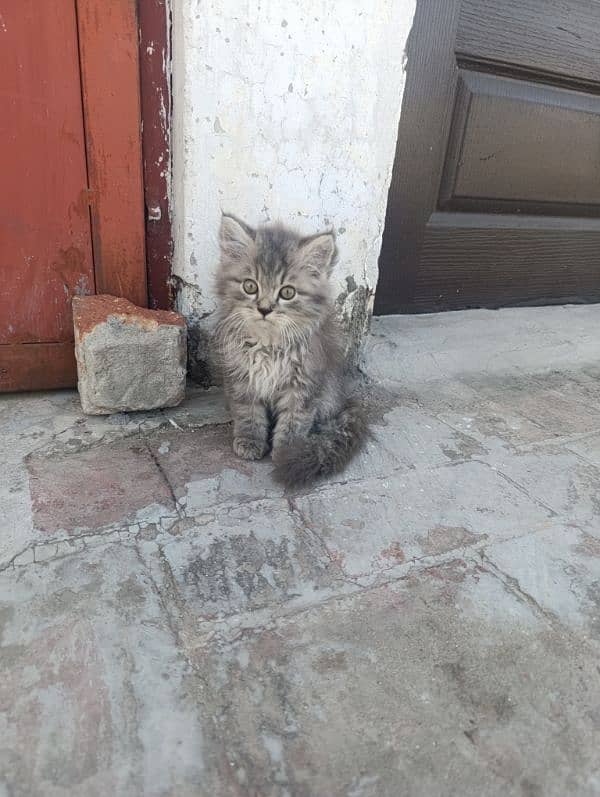 grey Persian kitten 1