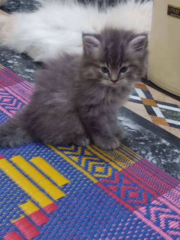 grey Persian kitten 2